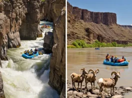 Rafting near Colorado Springs comparison: Split image showing intense Royal Gorge rapids versus scenic Bighorn Sheep Canyon rapids.