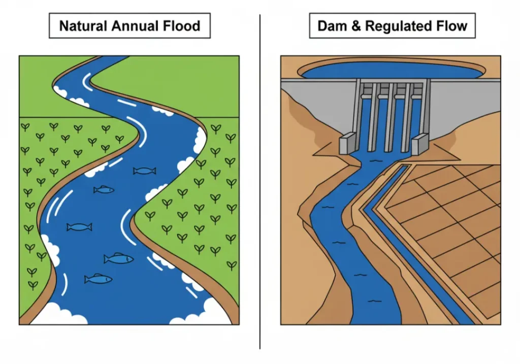 A before-and-after infographic showing the impact of a large dam. The 'before' panel shows a river's natural annual flood nourishing the land. The 'after' panel shows a dam blocking the river, causing downstream land to dry up.