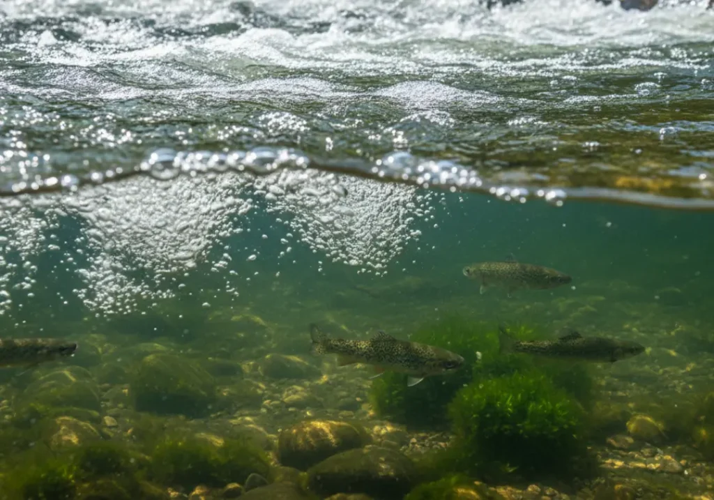 A split underwater view showing turbulent whitewater on top and clear water with small fish below, highlighting river ecology.